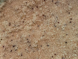 Lemon Poppyseed Sugar Scrub